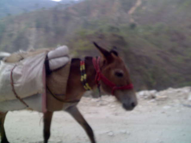 Kedarnath Yatra