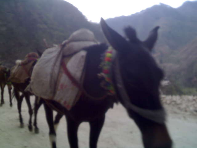 Kedarnath Yatra