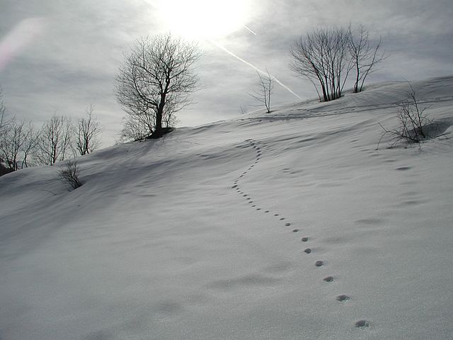 Sun Snowfall Tree Footprint
