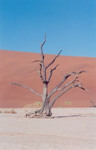 share-story-desert-alone