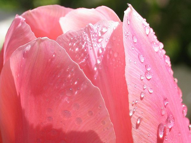 Pink Tulip Flower With Dew Drops