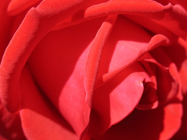 Love Red Rose Petal