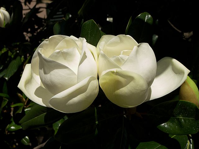 Two Magnolia White Flowers