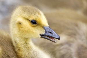 Thoughts of a Gosling - Short Story with Moral Lesson