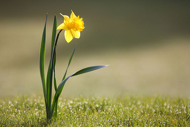 Wild Daffodils Plant and Flower