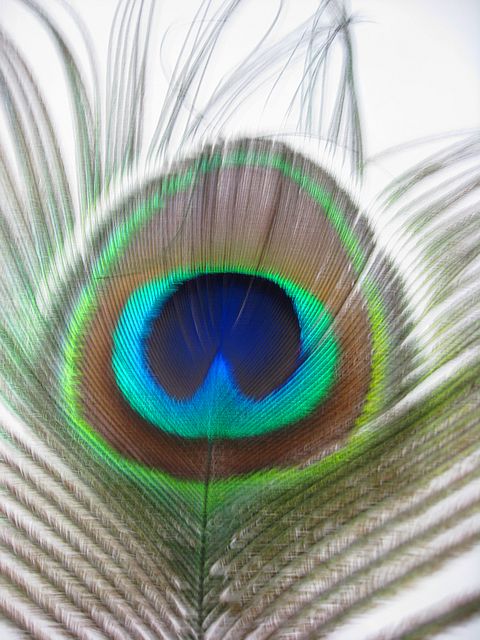 Colorful Peacock Feather
