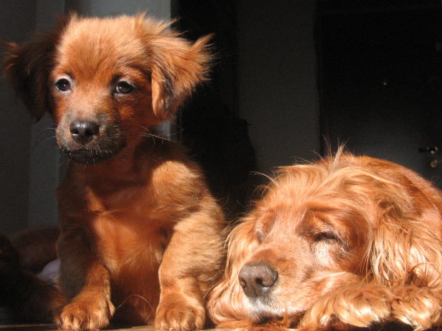dog-puppy-brown