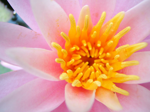 pink-lotus-flower