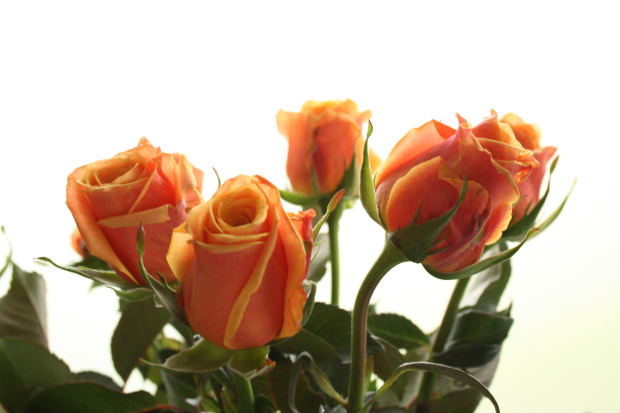 orange-yellow-roses