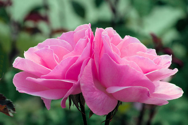 two-pink-rose