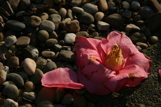dry-flower-stones
