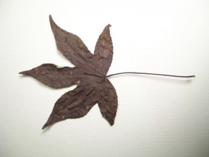 dry-leaf