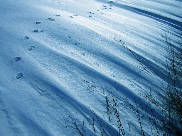 footmarks-snow