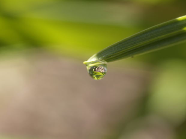 leaf-water-drop