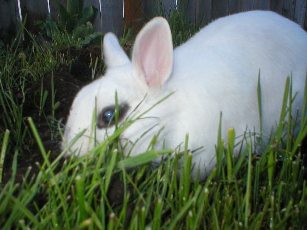 Rabbit-white