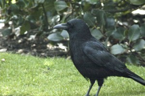 kids-short-story-cunning-crow