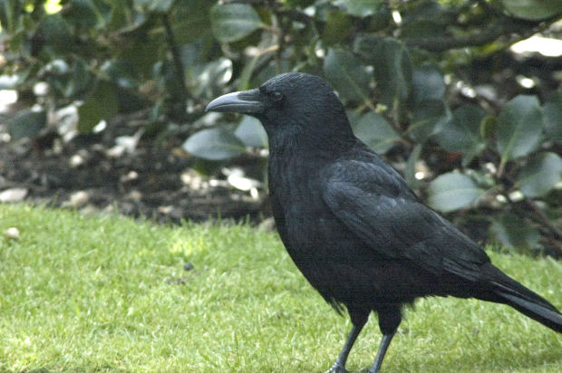 the-crow-hindi-story