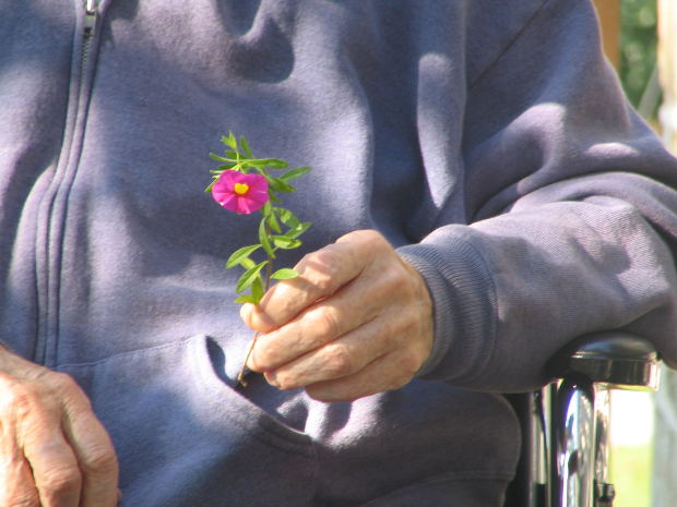 Old Man with Flower in Hand on Wheelchair