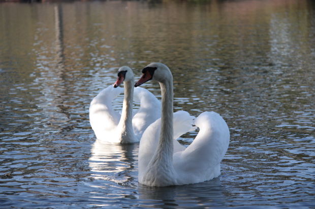 swan-pair-white