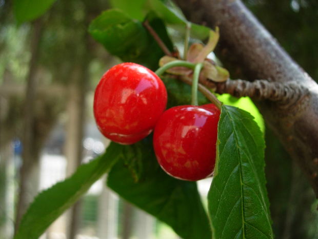 cherry-red-two-tree
