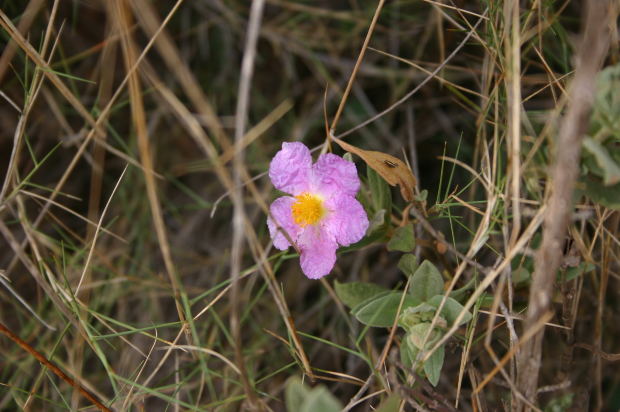 flower-violet-dry-leaves