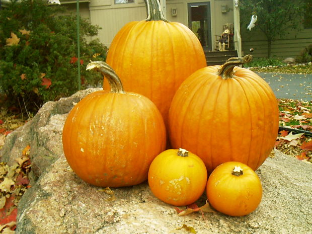 pumpkin-small-big