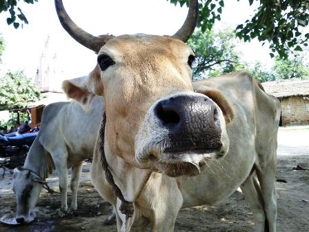cow-calf-bull