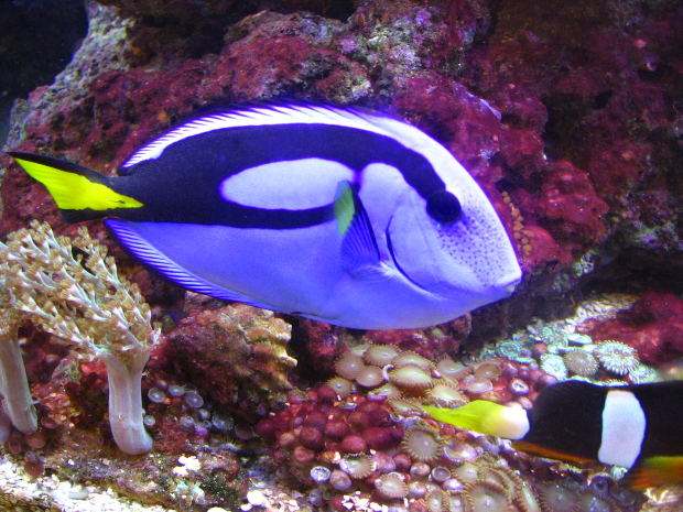 fish-blue-aquarium
