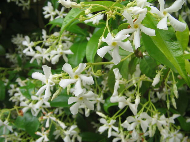 Harsingaar-jasmin-flower